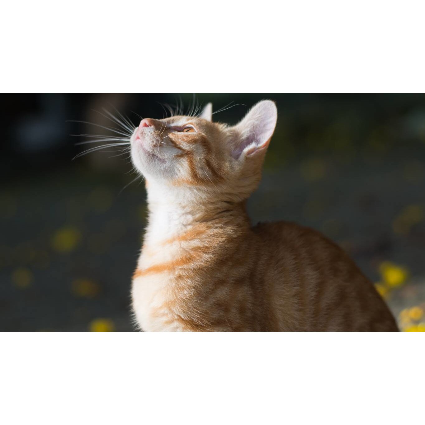 Tablou canvas 75x50 cm, Pisici model 26