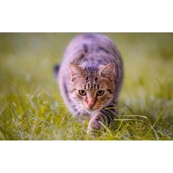 Tablou canvas 75x50 cm, Pisici model 42 Tablou canvas 75x50 cm, Pisici model 42