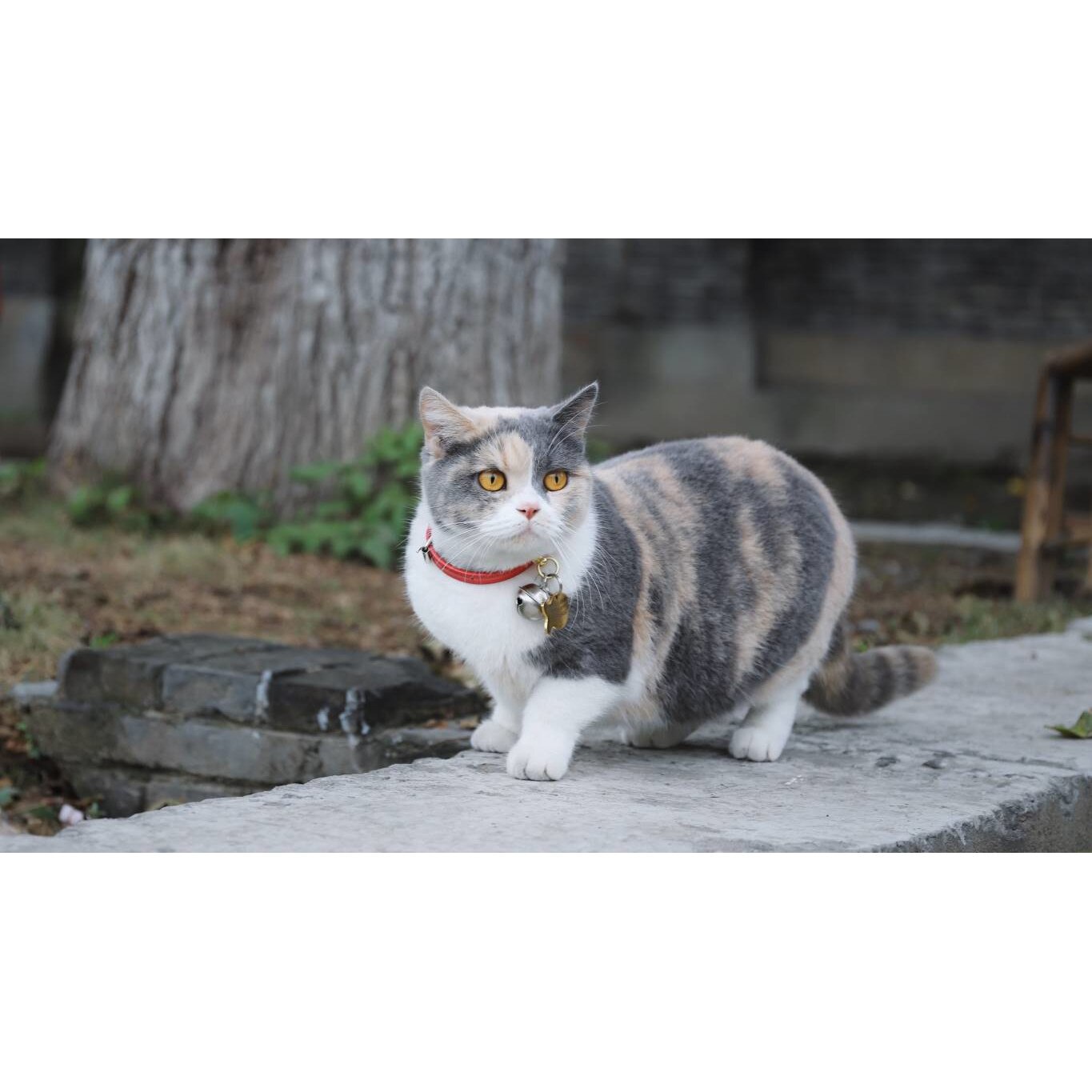 Tablou canvas 75x50 cm, Pisici model 25