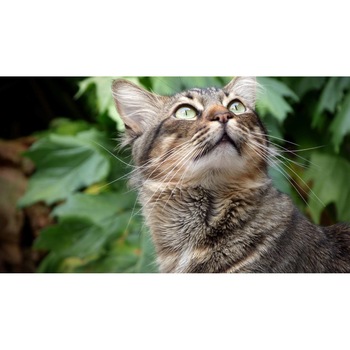 Tablou canvas 90x50 cm, Pisici model 41 Tablou canvas 90x50 cm, Pisici model 41