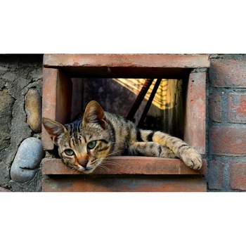 Tablou canvas 90x50 cm, Pisici model 35 Tablou canvas 90x50 cm, Pisici model 35