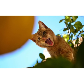 Tablou canvas 90x50 cm, Pisici model 52 Tablou canvas 90x50 cm, Pisici model 52