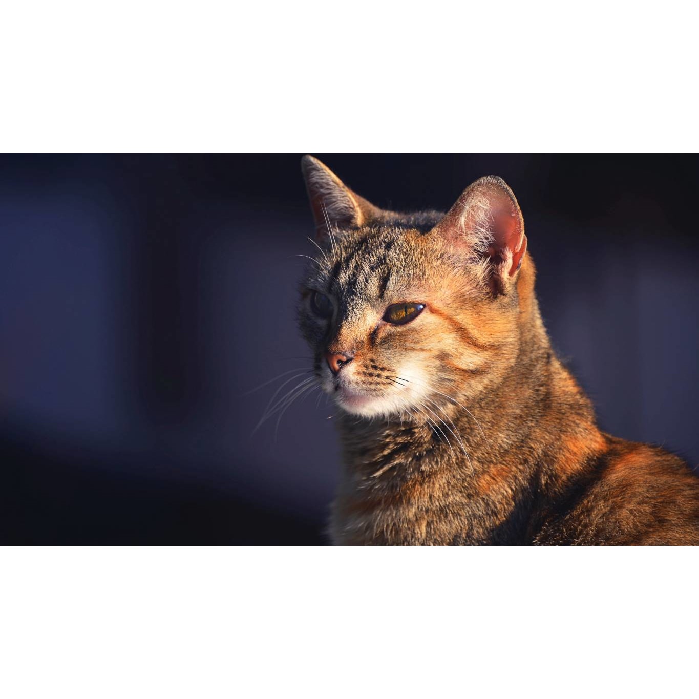 Tablou canvas 50x35 cm, Pisici model 29