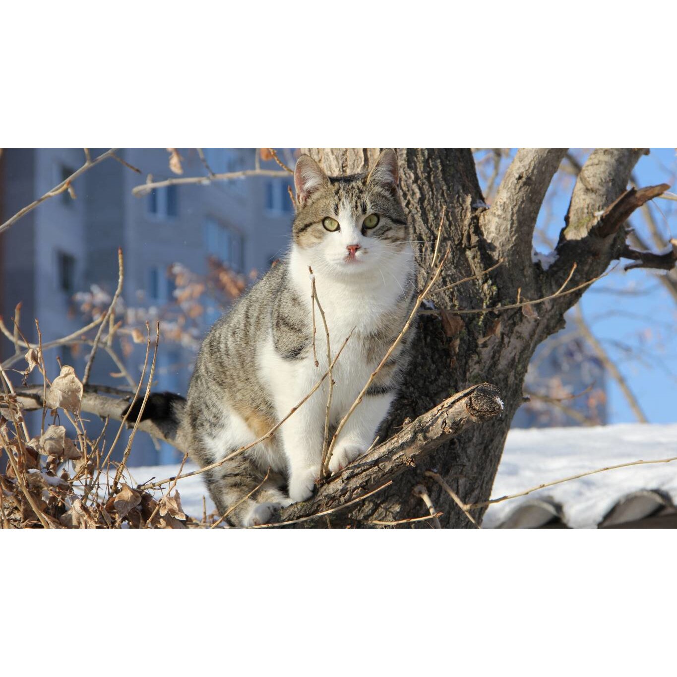 Tablou canvas 75x50 cm, Pisici model 33