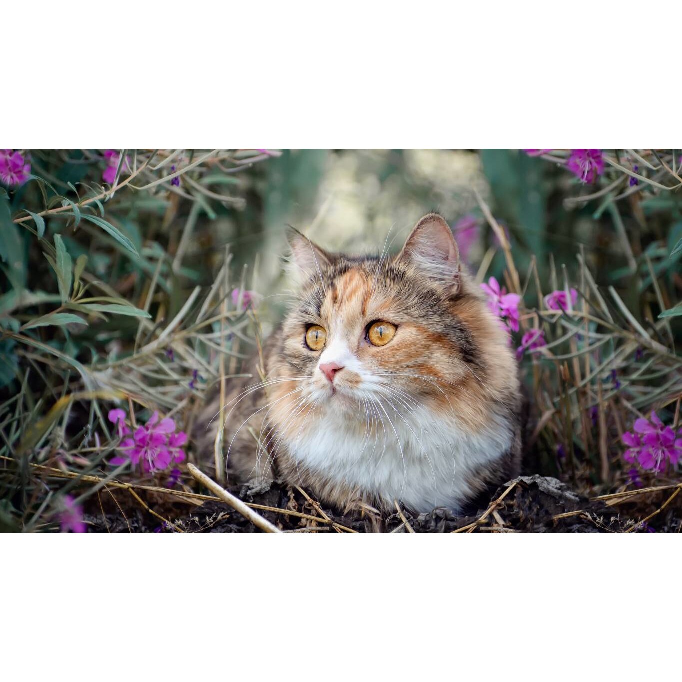 Tablou canvas 75x50 cm, Pisici model 62