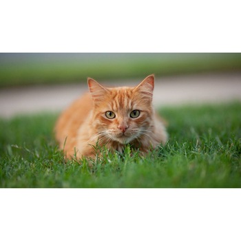 Tablou canvas 50x35 cm, Pisici model 53 Tablou canvas 50x35 cm, Pisici model 53