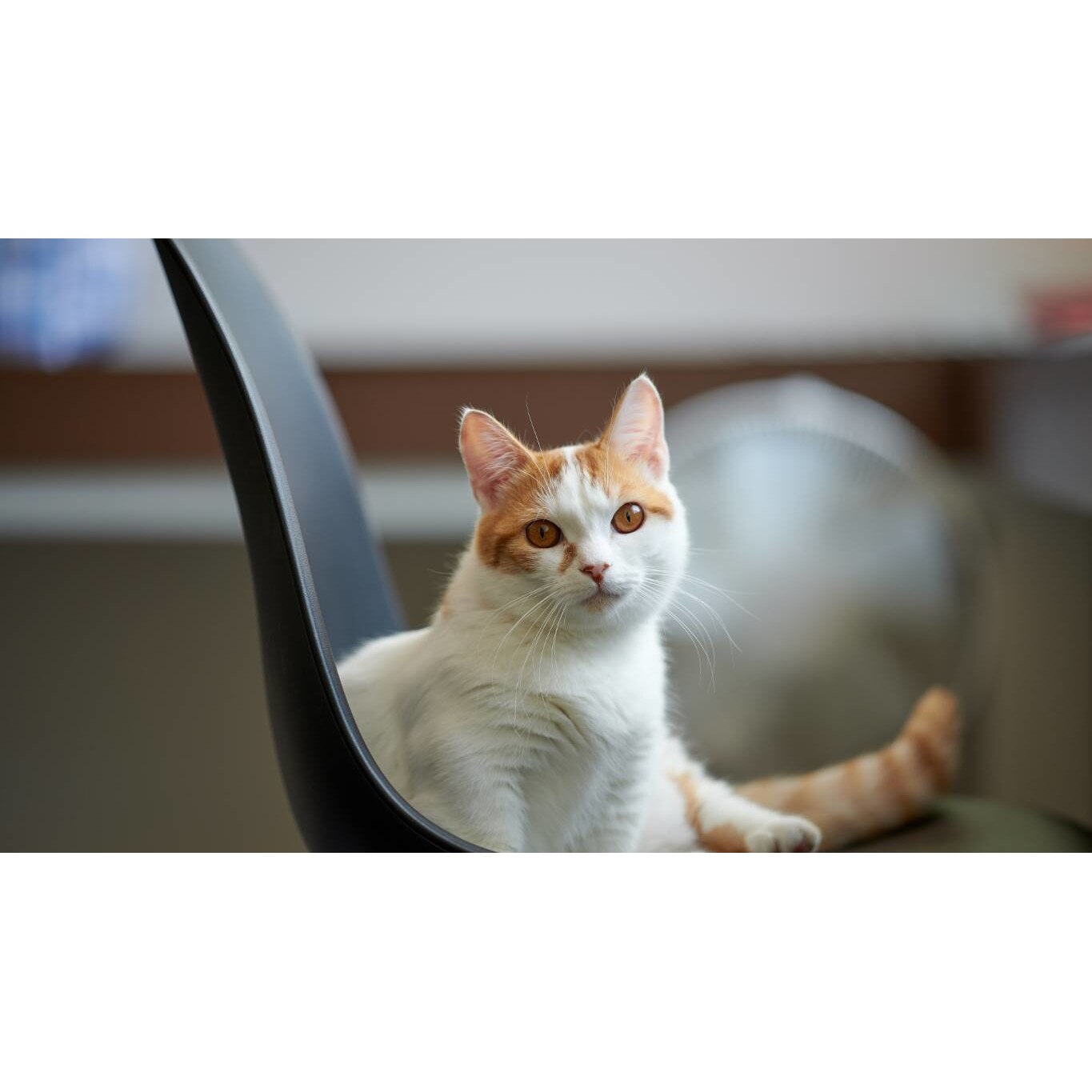 Tablou canvas 75x50 cm, Pisici model 71