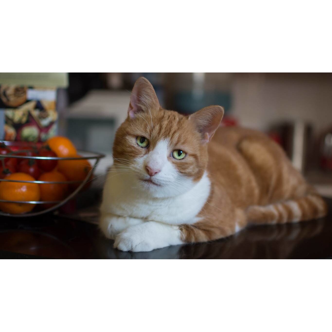 Tablou canvas 75x50 cm, Pisici model 43