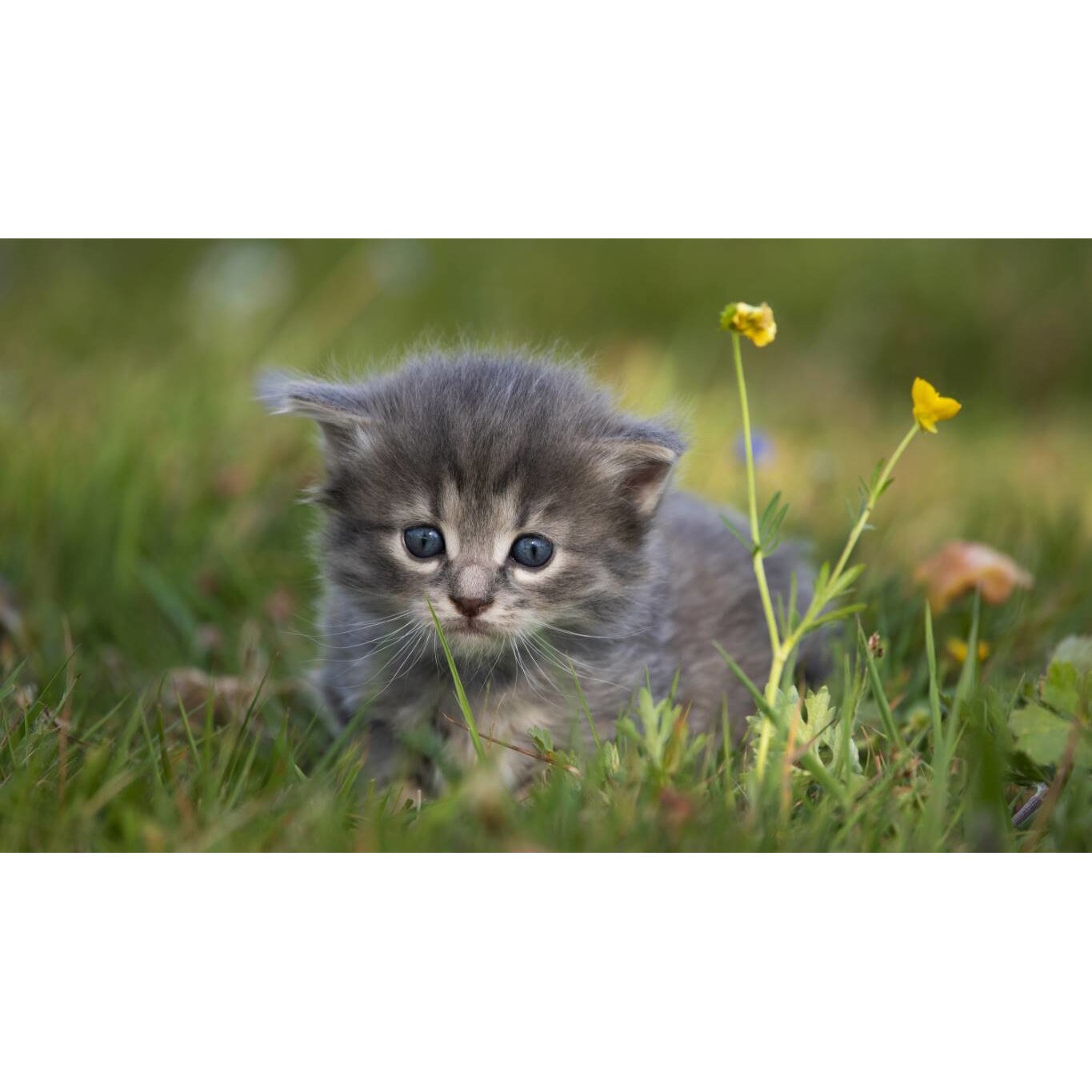 Tablou canvas 50x35 cm, Pisici model 18