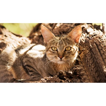 Tablou canvas 50x35 cm, Pisici model 23 Tablou canvas 50x35 cm, Pisici model 23