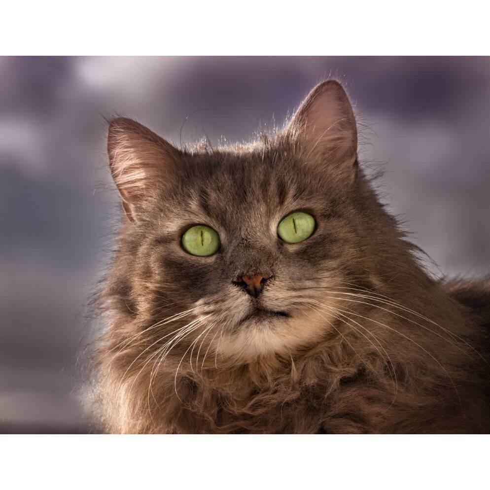 Tablou canvas 50x35 cm, Pisici model 55