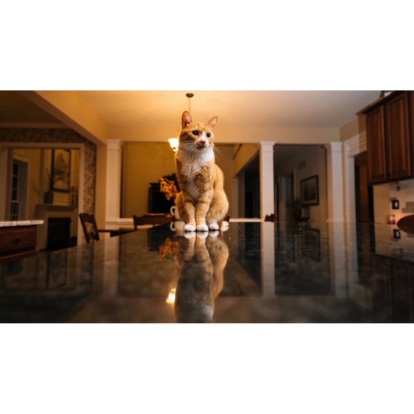 Tablou canvas 75x50 cm, Pisici model 14