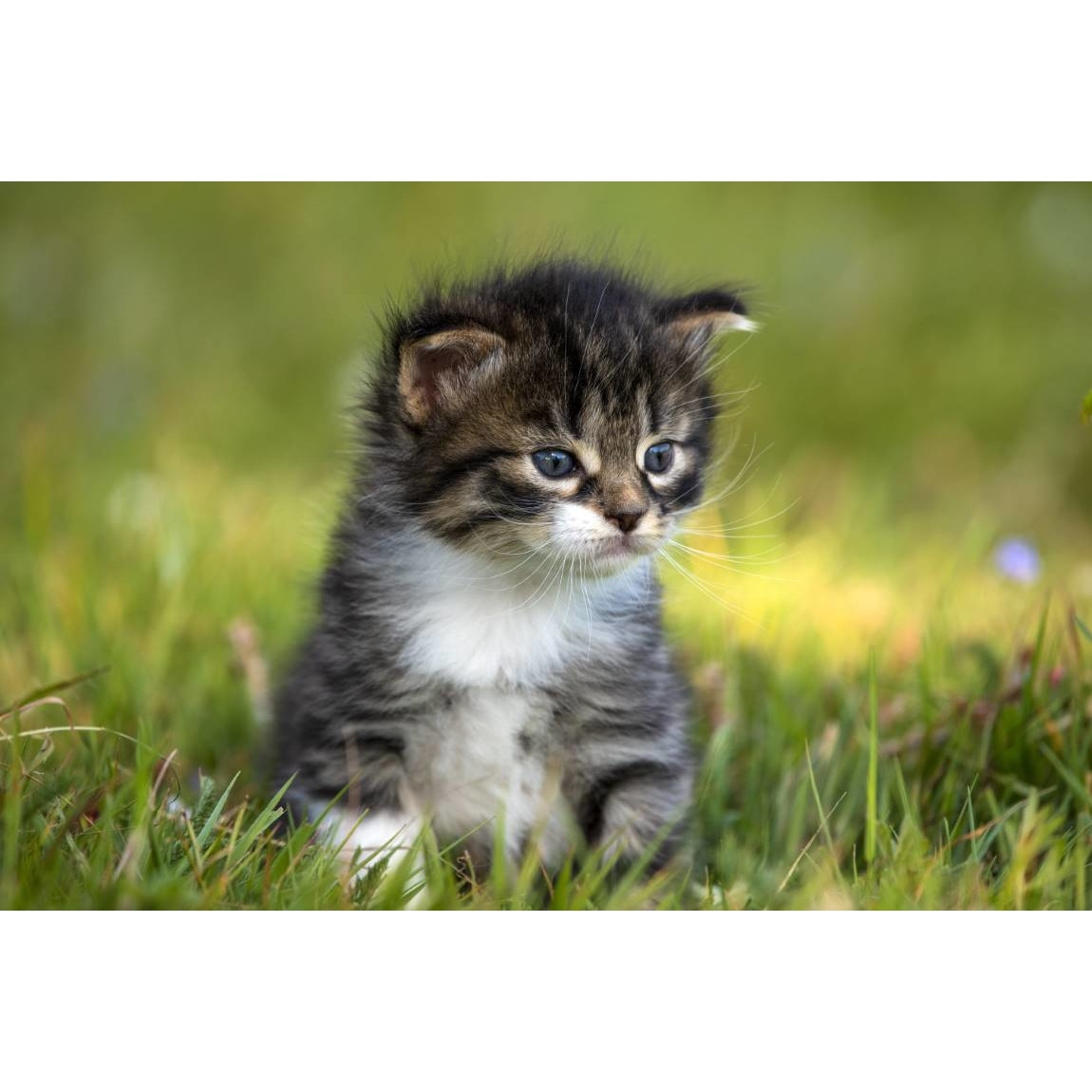 Tablou canvas 90x50 cm, Pisici model 31