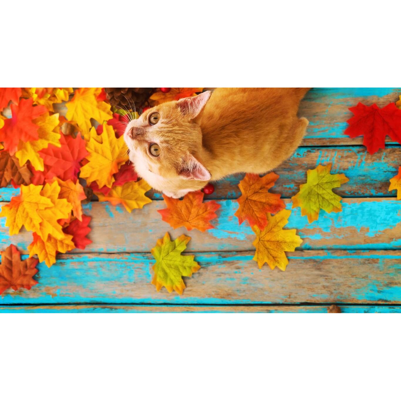 Tablou canvas 90x50 cm, Pisici model 64