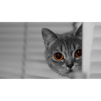 Tablou canvas 90x50 cm, Pisici model 51 Tablou canvas 90x50 cm, Pisici model 51