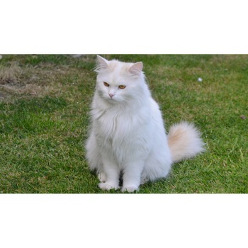 Tablou canvas 90x50 cm, Pisici model 66 Tablou canvas 90x50 cm, Pisici model 66