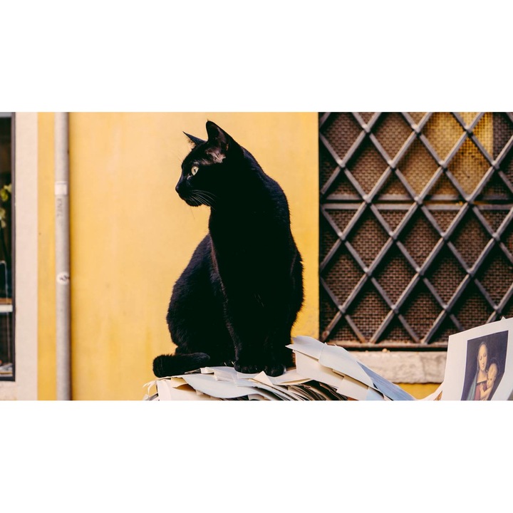 Tablou canvas 40x30 cm, Pisici model 21