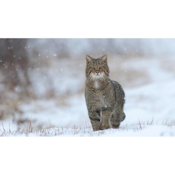 Tablou canvas 75x50 cm, Pisici model 72 Tablou canvas 75x50 cm, Pisici model 72