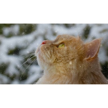 Tablou canvas 90x50 cm, Pisici model 77 Tablou canvas 90x50 cm, Pisici model 77