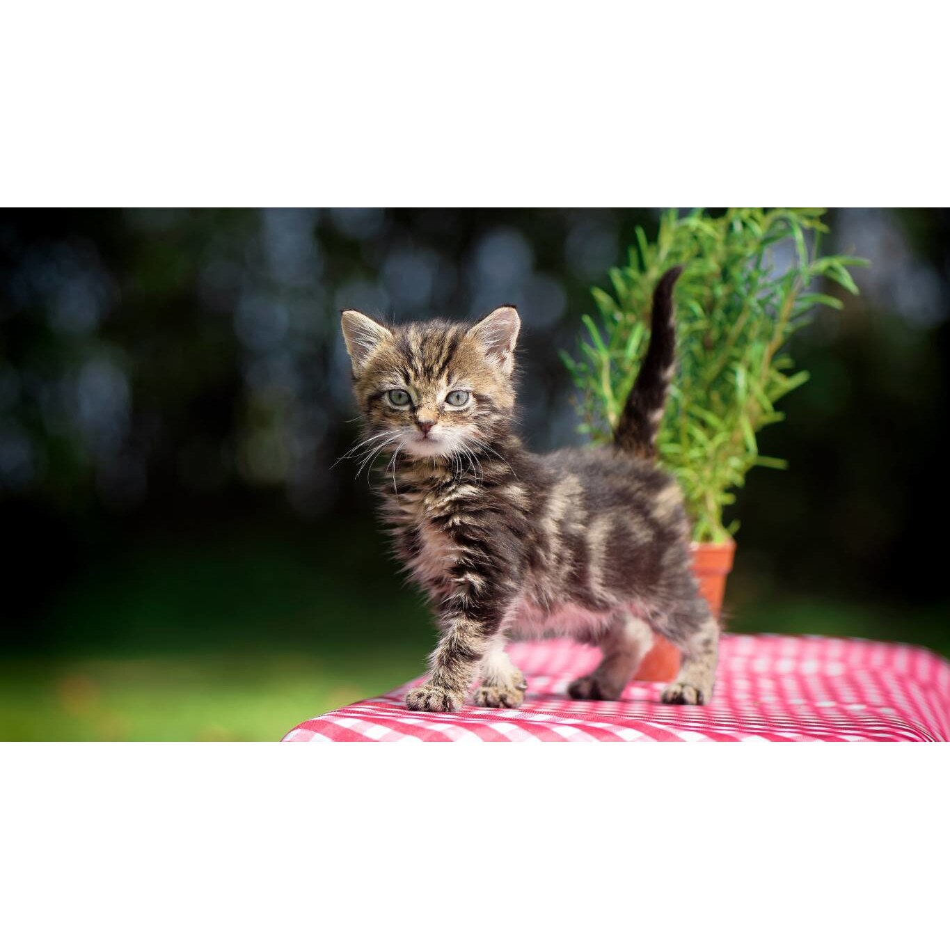 Tablou canvas 90x50 cm, Pisici model 76