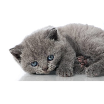 Tablou canvas 50x35 cm, Pisici model 63 Tablou canvas 50x35 cm, Pisici model 63