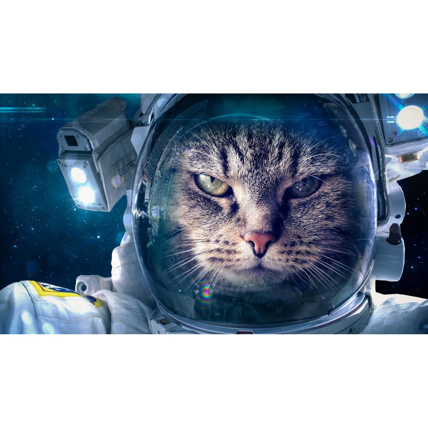 Tablou canvas 75x50 cm, Pisici model 39