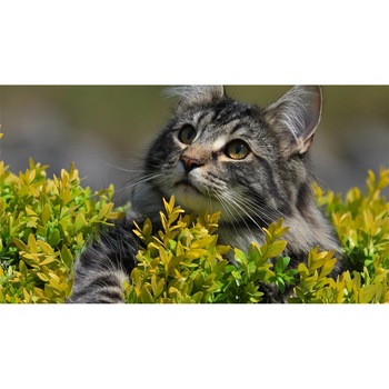 Tablou canvas 50x35 cm, Pisici model 34 Tablou canvas 50x35 cm, Pisici model 34