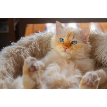 Tablou canvas 90x50 cm, Pisici model 74 Tablou canvas 90x50 cm, Pisici model 74