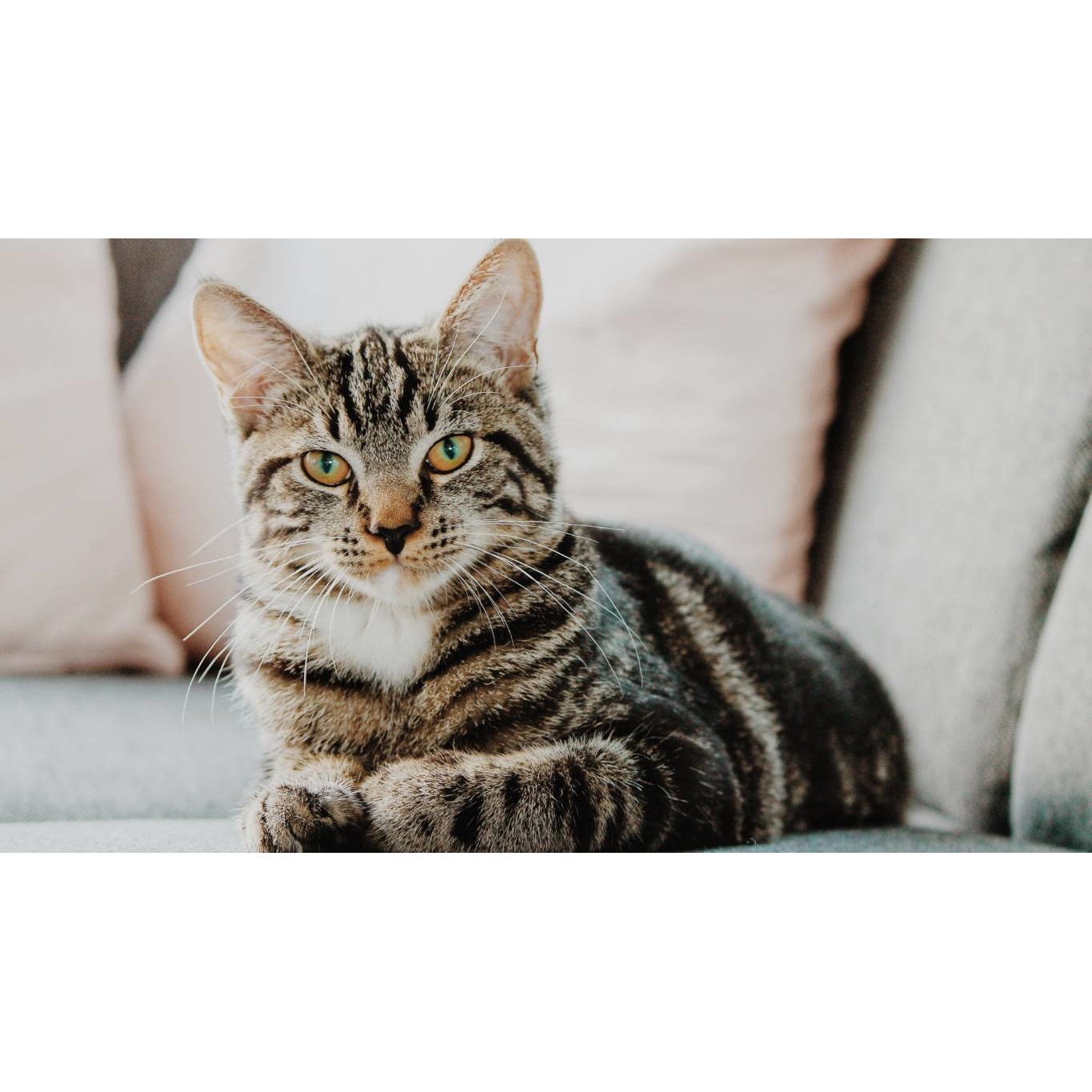 Tablou canvas 90x50 cm, Pisici model 56