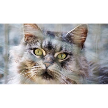 Tablou canvas 50x35 cm, Pisici model 54 Tablou canvas 50x35 cm, Pisici model 54