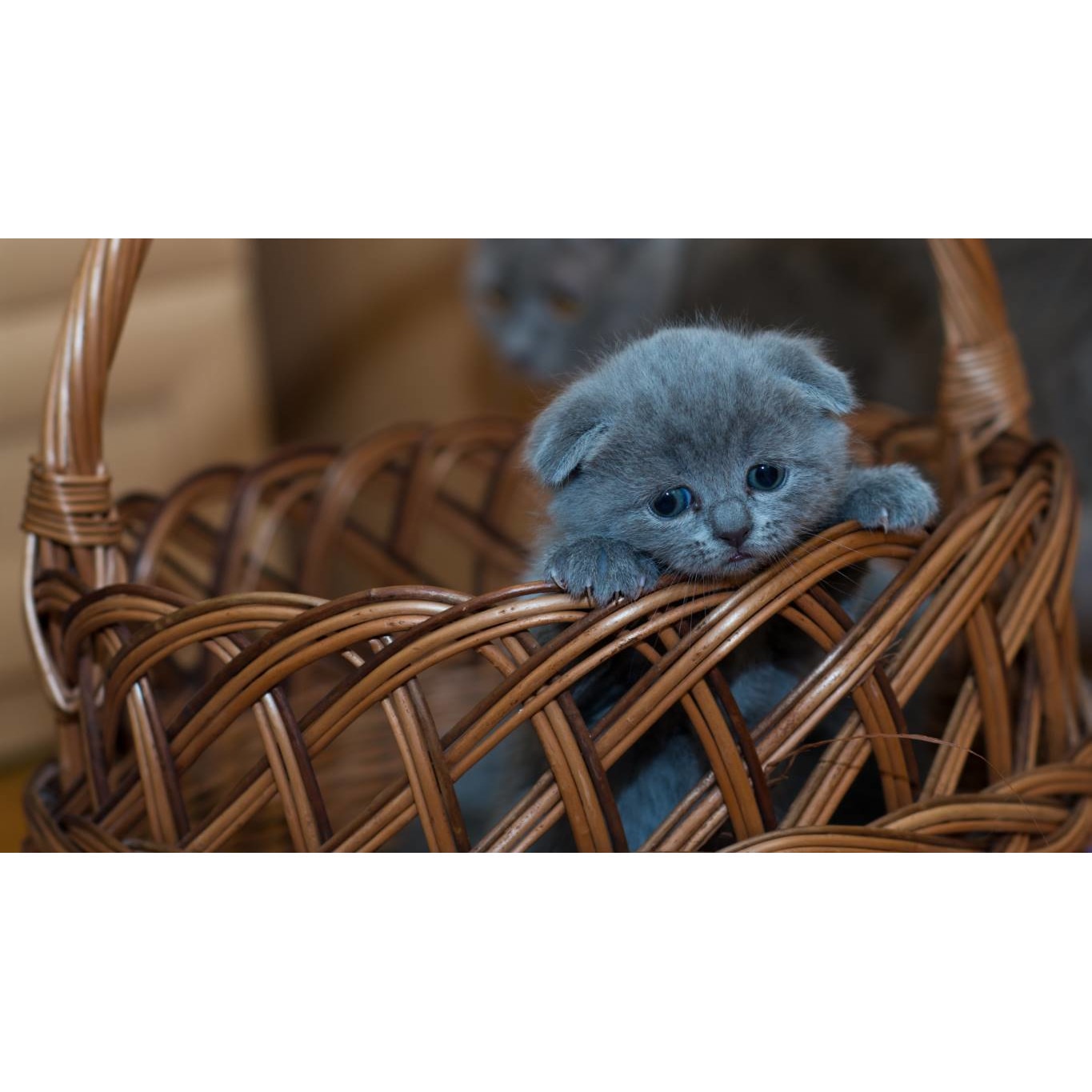 Tablou canvas 75x50 cm, Pisici model 61