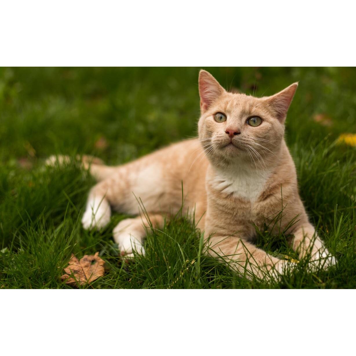 Tablou canvas 90x50 cm, Pisici model 47