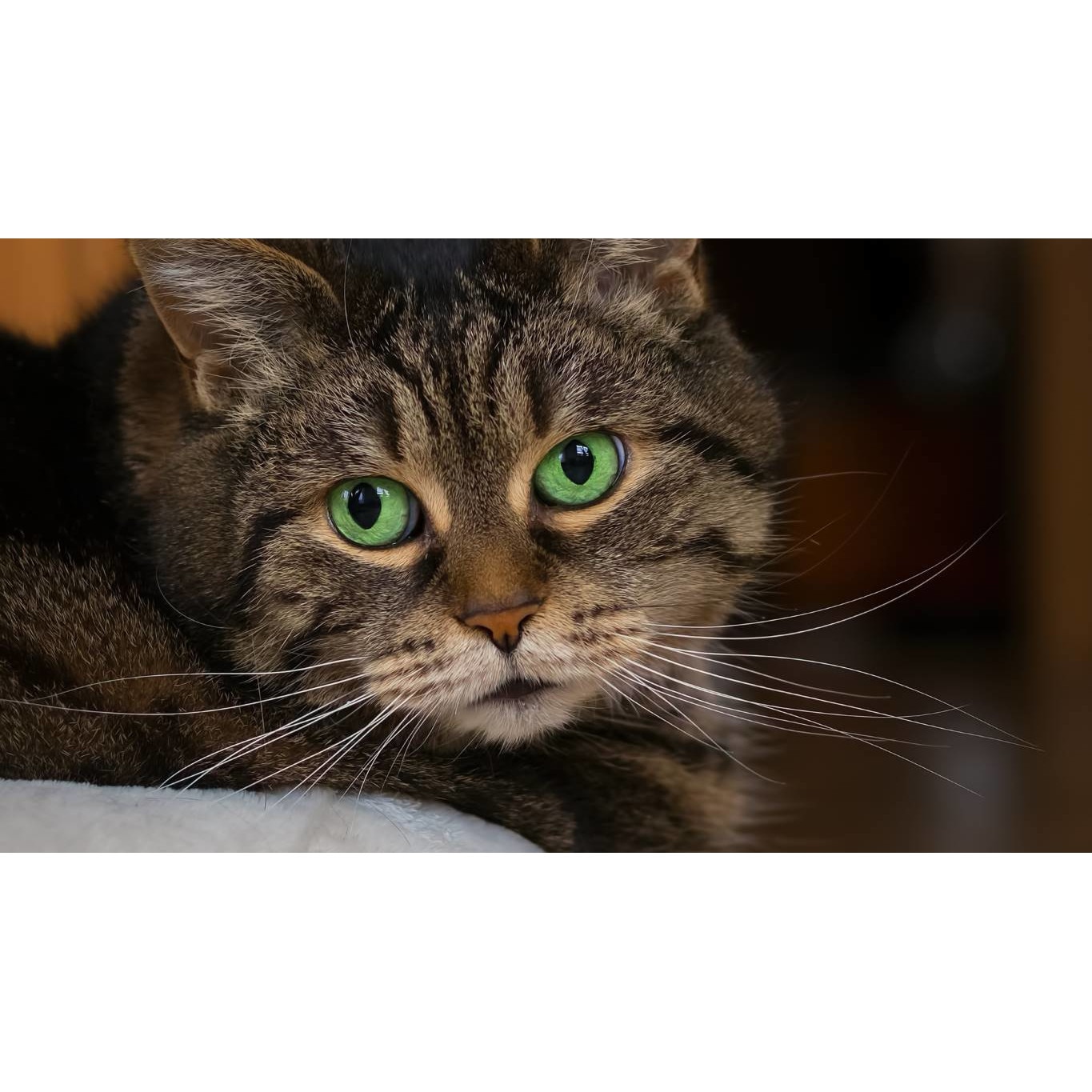 Tablou canvas 90x50 cm, Pisici model 79