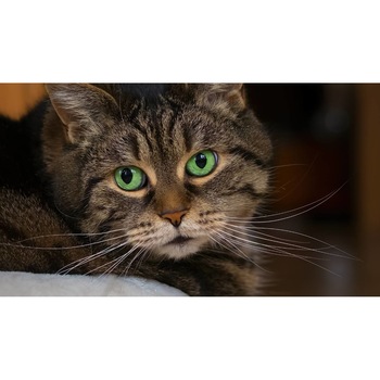 Tablou canvas 90x50 cm, Pisici model 79 Tablou canvas 90x50 cm, Pisici model 79