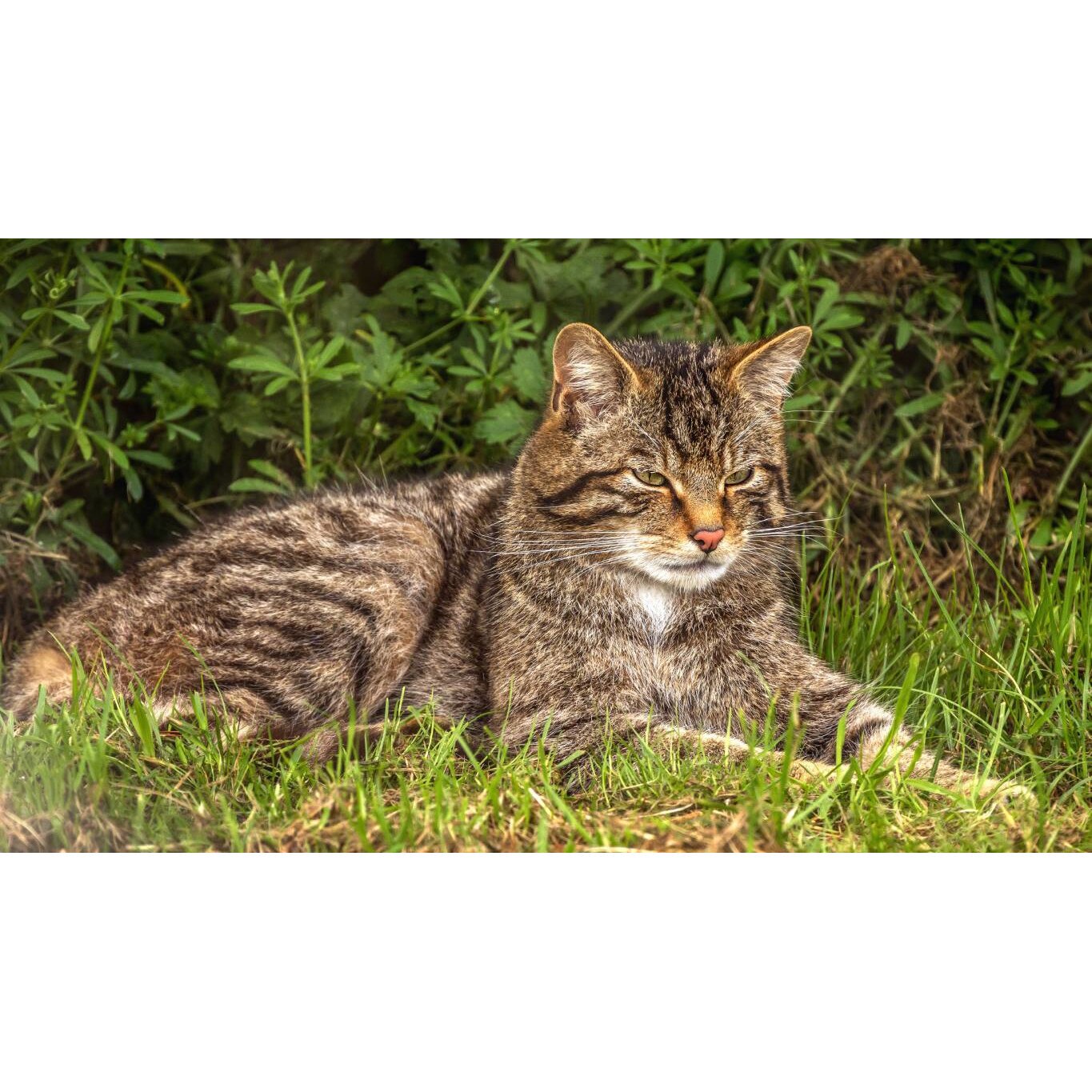 Tablou canvas 50x35 cm, Pisici model 75