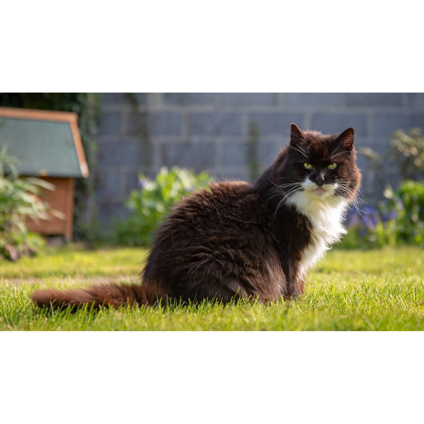 Tablou canvas 75x50 cm, Pisici model 78