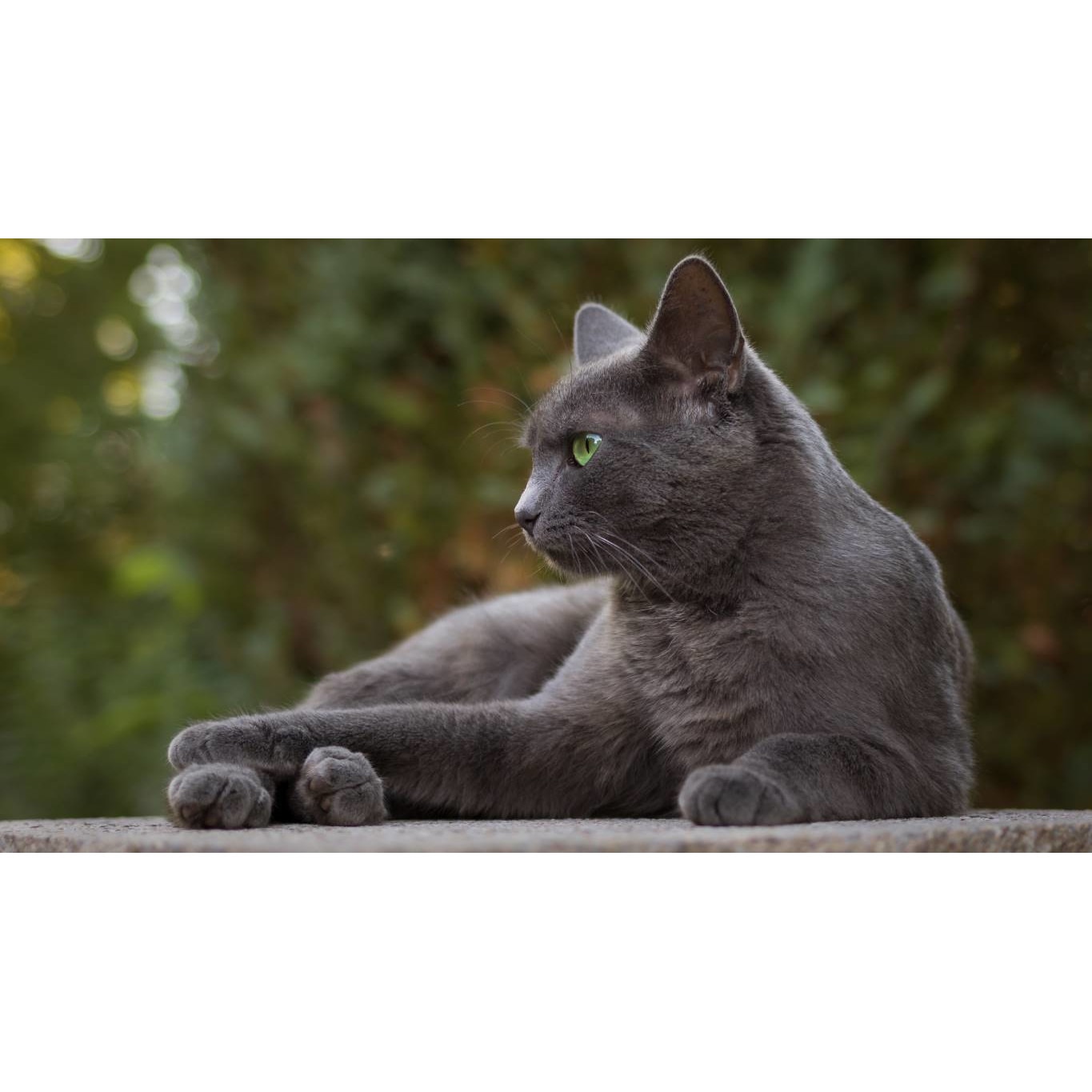 Tablou canvas 50x35 cm, Pisici model 81