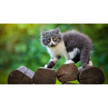 Tablou canvas 50x35 cm, Pisici model 94 Tablou canvas 50x35 cm, Pisici model 94