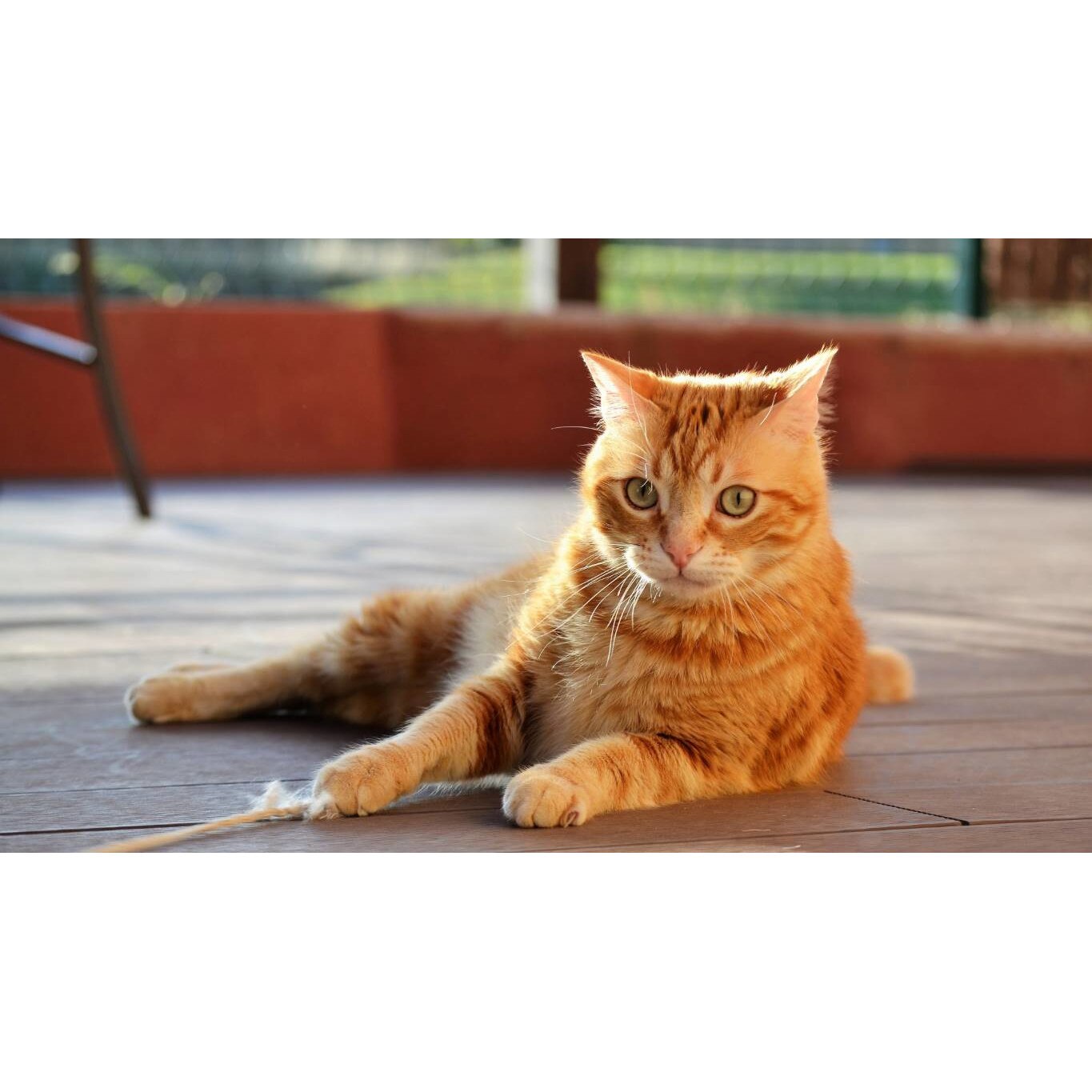 Tablou canvas 50x35 cm, Pisici model 100