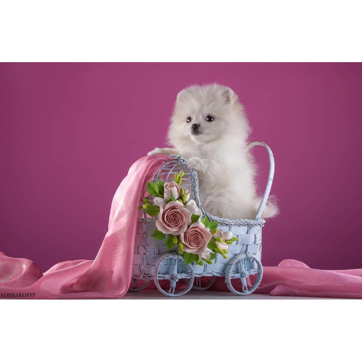 Tablou canvas 50x35 cm, Pisici model 96