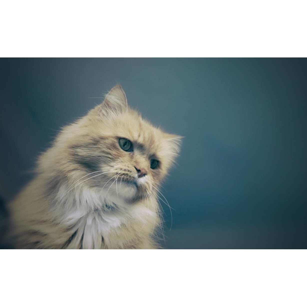 Tablou canvas 50x35 cm, Pisici model 95