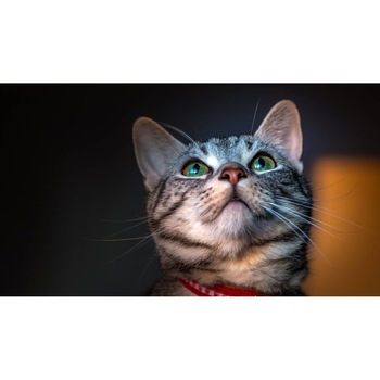 Tablou canvas 90x50 cm, Pisici model 83 Tablou canvas 90x50 cm, Pisici model 83