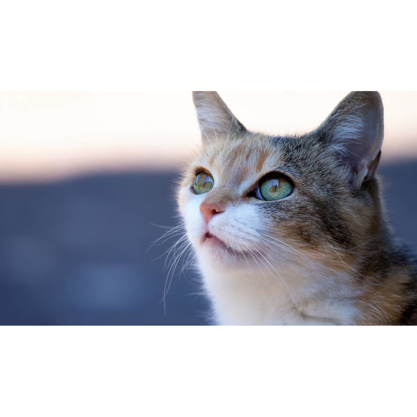 Tablou canvas 90x50 cm, Pisici model 82