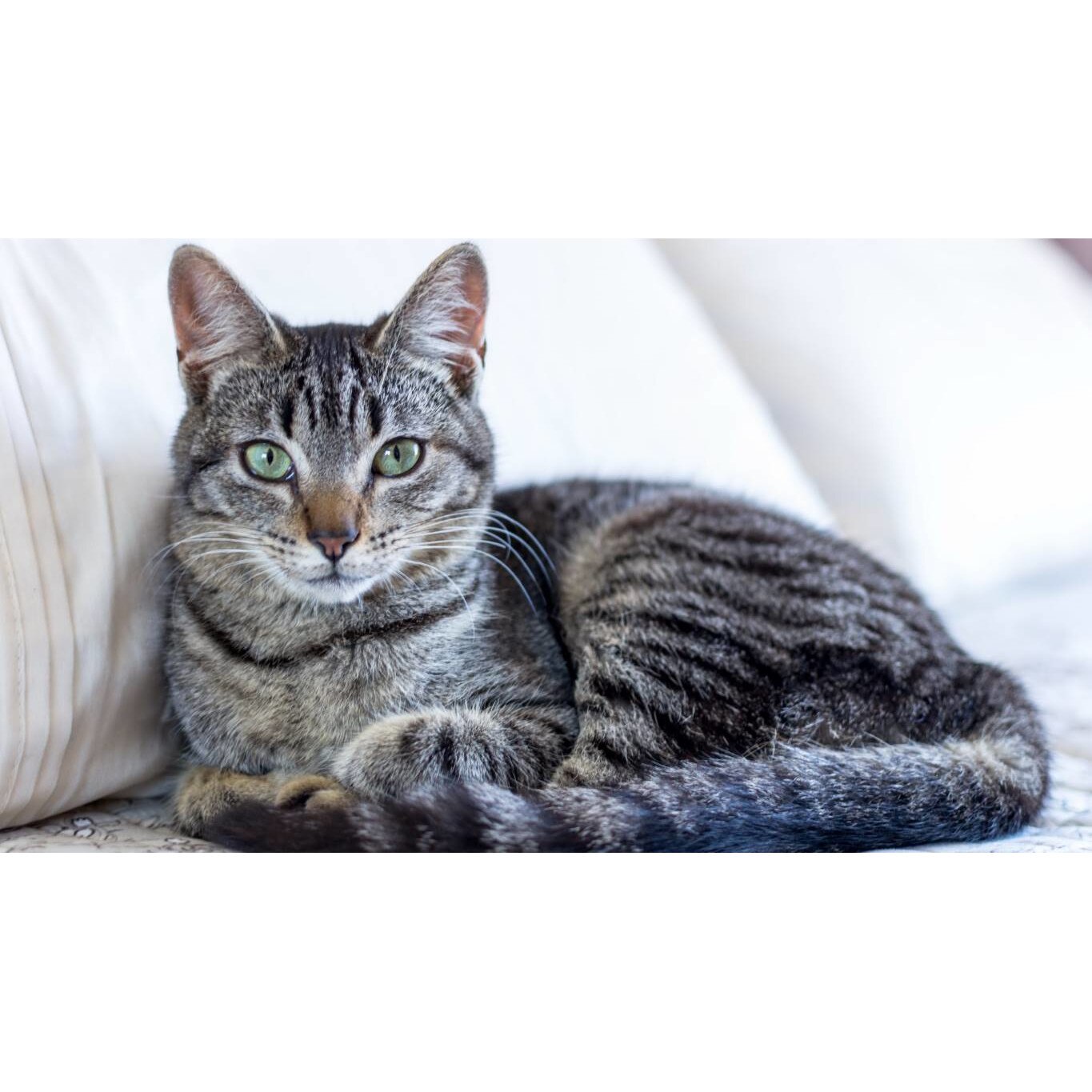 Tablou canvas 90x50 cm, Pisici model 86