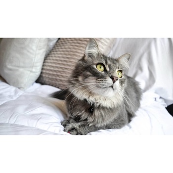 Tablou canvas 90x50 cm, Pisici model 89 Tablou canvas 90x50 cm, Pisici model 89