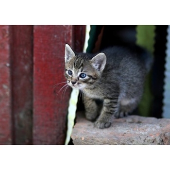 Tablou canvas 75x50 cm, Pisici model 105 Tablou canvas 75x50 cm, Pisici model 105