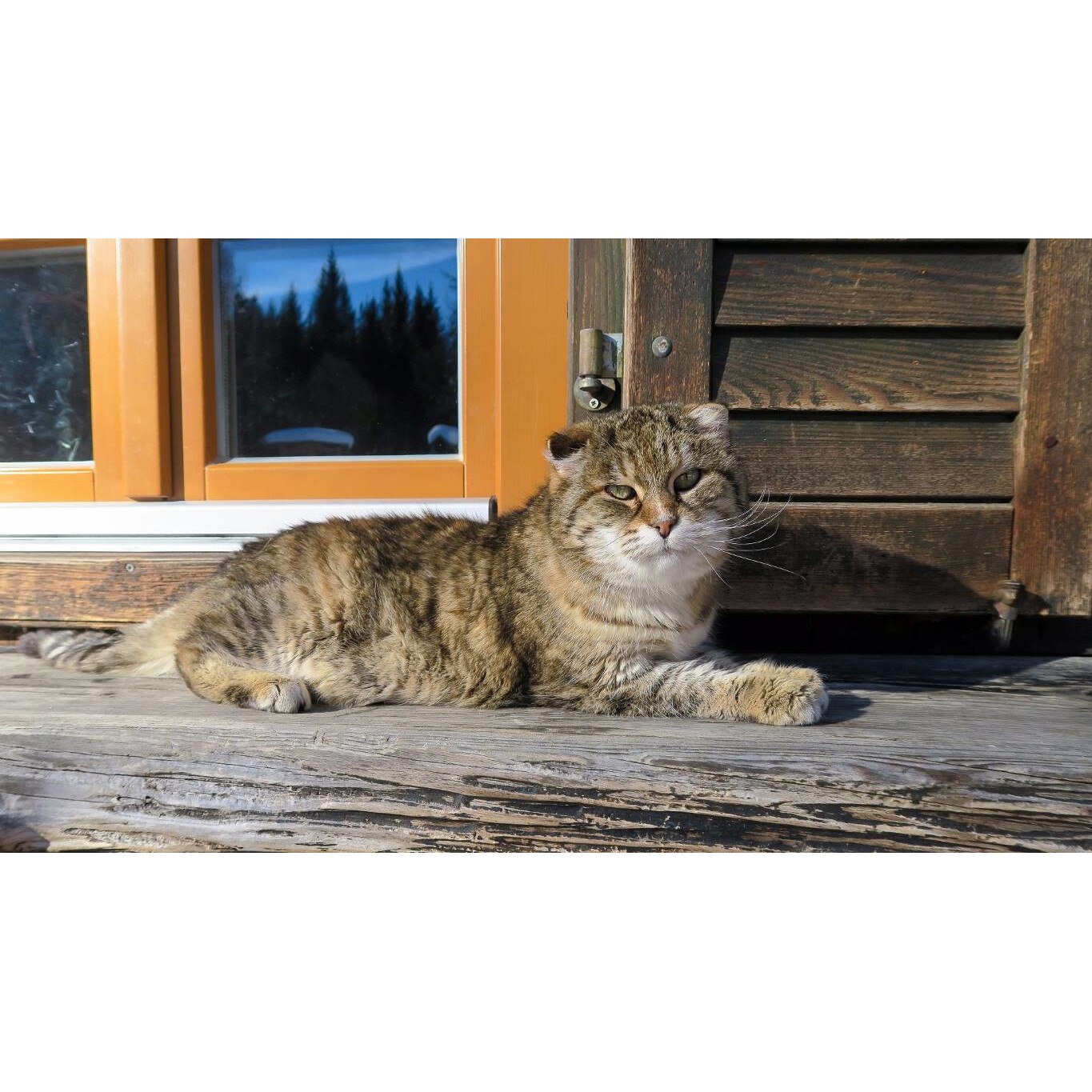 Tablou canvas 75x50 cm, Pisici model 130