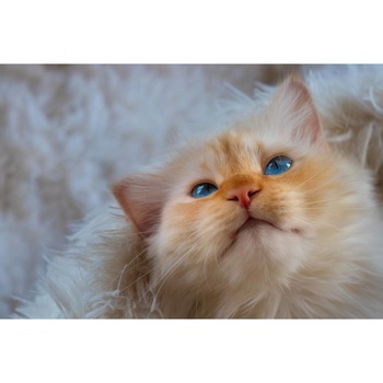 Tablou canvas 90x50 cm, Pisici model 110 Tablou canvas 90x50 cm, Pisici model 110