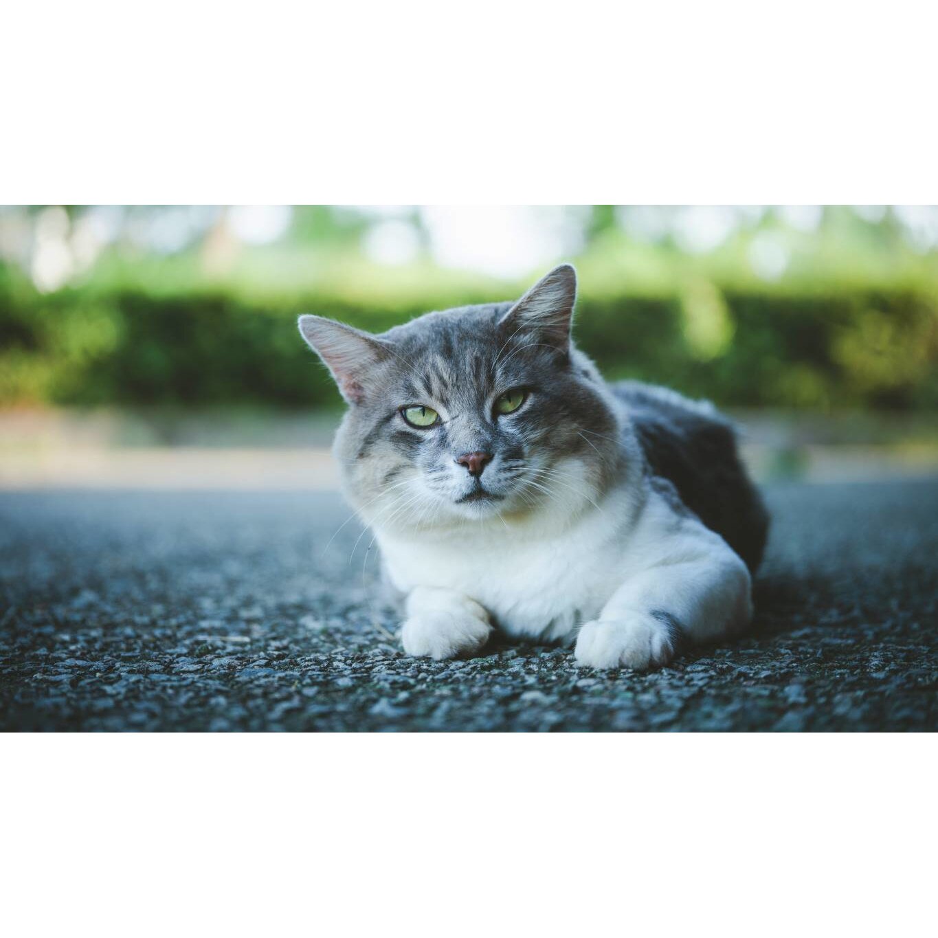 Tablou canvas 75x50 cm, Pisici model 112