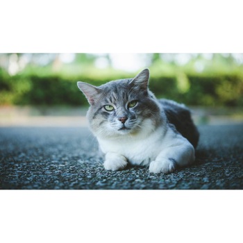 Tablou canvas 90x50 cm, Pisici model 112 Tablou canvas 90x50 cm, Pisici model 112